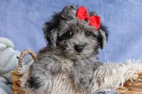 NORMAN, a male Bichpoo for sale in Baltic, OH – 1 of 9