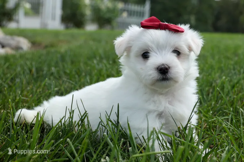 CUTIE – Maltese puppy for sale in Baltic, OH