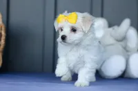 PEBBLES, a female Maltese for sale in Baltic, OH – 2 of 10