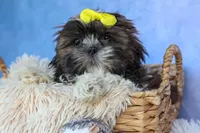 RUBBLE, a male Shih Tzu for sale in Baltic, OH – 6 of 10