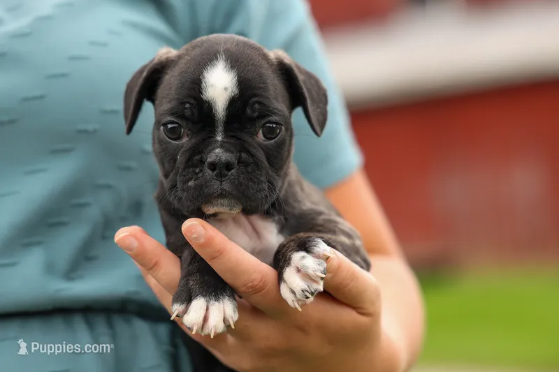 BAILEY – Frenchton puppy for sale in Baltic, OH