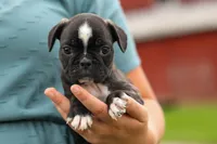BAILEY, a male Frenchton for sale in Baltic, OH – 1 of 9