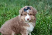 LUCKY, a male Miniature American Shepherd for sale in Baltic, OH – 5 of 9
