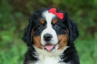SPIKE, a male Bernese Mountain Dog for sale in Baltic, OH – 3 of 10