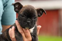 BETZY, a female Frenchton for sale in Baltic, OH – 5 of 9