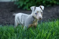 MOLLY, a female Miniature Pinscher for sale in Baltic, OH – 4 of 10