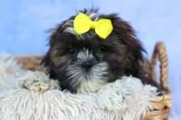 RUBBLE, a male Shih Tzu for sale in Baltic, OH – 2 of 10