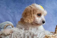 RUBY, a female Cavachon for sale in Baltic, OH – 10 of 10