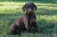 GEMMA, a female Doberman Pinscher for sale in Baltic, OH – 6 of 6