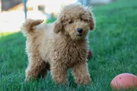 MAX, a male Miniature Goldendoodle for sale in Baltic, OH – 8 of 10