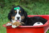 SCOUT, a male Bernese Mountain Dog for sale in Baltic, OH – 6 of 10