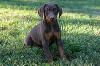 GEMMA, a female Doberman Pinscher for sale in Baltic, OH – 5 of 6