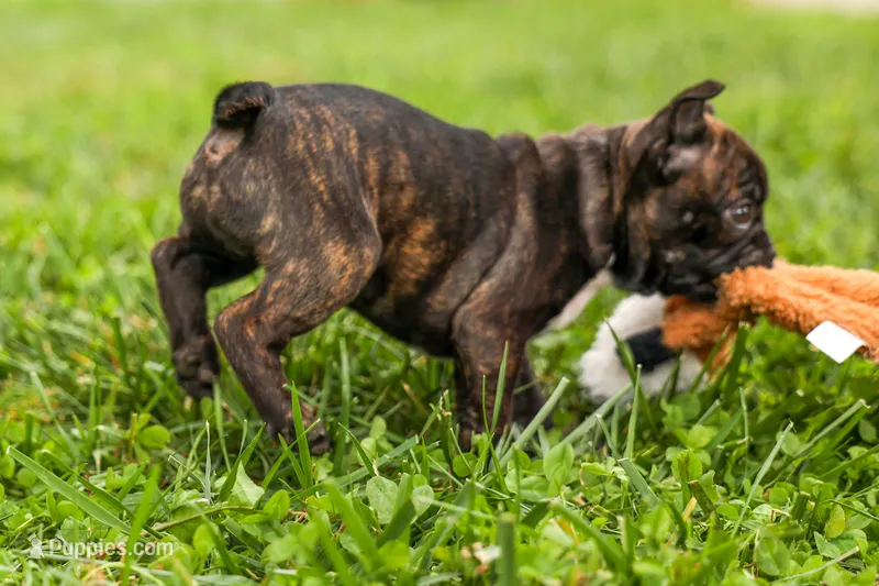 BETZY – Frenchton puppy for sale in Baltic, OH