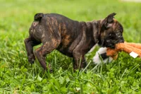 BETZY, a female Frenchton for sale in Baltic, OH – 1 of 9