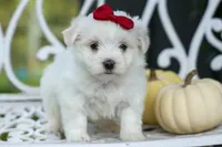 MURPHY, a male Maltese for sale in Baltic, OH – 3 of 10