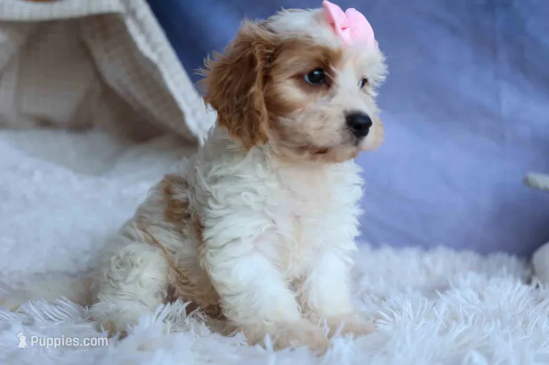 RACHEL – Cavachon puppy for sale in Baltic, OH