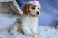 RACHEL, a female Cavachon for sale in Baltic, OH – 1 of 10
