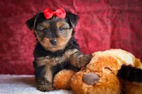 DOC, a male Yorkshire Terrier for sale in Baltic, OH – 6 of 10