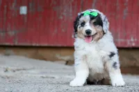 LANDON, a male Miniature American Shepherd for sale in Baltic, OH – 7 of 10