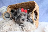 NORMAN, a male Bichpoo for sale in Baltic, OH – 3 of 9