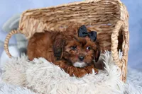 JACK, a male Shorkie for sale in Baltic, OH – Photo 6 of 10