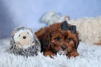 JACK, a male Shorkie for sale in Baltic, OH – Photo 10 of 10
