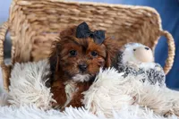 JACK, a male Shorkie for sale in Baltic, OH – Photo 4 of 10