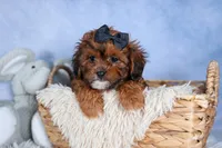 JACK, a male Shorkie for sale in Baltic, OH – Photo 7 of 10