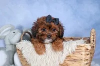 JACK, a male Shorkie for sale in Baltic, OH – Photo 9 of 10