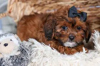 JACK, a male Shorkie for sale in Baltic, OH – Photo 5 of 10