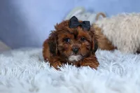 JACK, a male Shorkie for sale in Baltic, OH – Photo 3 of 10