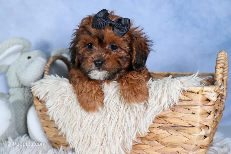 JACK – Shorkie puppy for sale in Baltic, OH