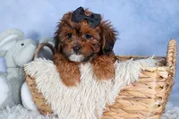 JACK, a male Shorkie for sale in Baltic, OH – Photo 1 of 10