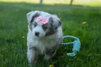 MIA, a female Miniature American Shepherd for sale in Baltic, OH – Photo 3 of 10