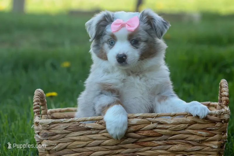 MIA – Miniature American Shepherd puppy for sale in Baltic, OH