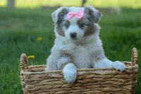 MIA, a female Miniature American Shepherd for sale in Baltic, OH – Photo 1 of 10