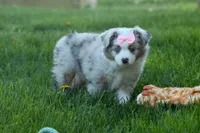 MIA, a female Miniature American Shepherd for sale in Baltic, OH – Photo 10 of 10
