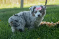 MIA, a female Miniature American Shepherd for sale in Baltic, OH – Photo 8 of 10
