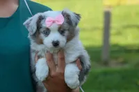 MIA, a female Miniature American Shepherd for sale in Baltic, OH – Photo 2 of 10