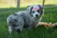MIA, a female Miniature American Shepherd for sale in Baltic, OH – Photo 6 of 10