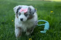 MIA, a female Miniature American Shepherd for sale in Baltic, OH – Photo 9 of 10