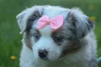 MIA, a female Miniature American Shepherd for sale in Baltic, OH – Photo 4 of 10