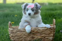 MIA, a female Miniature American Shepherd for sale in Baltic, OH – Photo 5 of 10