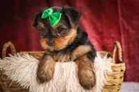 DUKE, a male Yorkshire Terrier for sale in Baltic, OH – 2 of 10