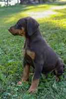 ODIN, a male Doberman Pinscher for sale in Baltic, OH – 5 of 7
