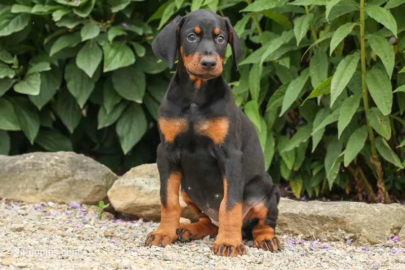 DAisy – Doberman Pinscher puppy for sale in Baltic, OH