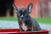 MISTY, a male Frenchton for sale in Baltic, OH – 3 of 10