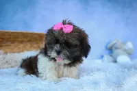 RUBY, a female Shih Tzu for sale in Baltic, OH – 2 of 10