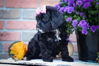 BELLA, a female Cavapoo for sale in Baltic, OH – 5 of 10