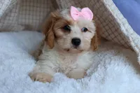RACHEL, a female Cavachon for sale in Baltic, OH – 5 of 10